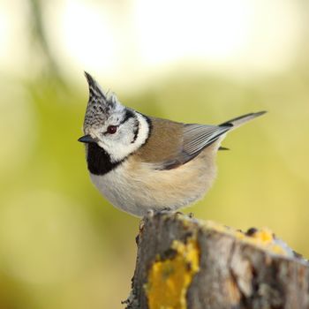 crested tit perched on a stump in the garden ( Lophophanes cristatus ) over out of focus background