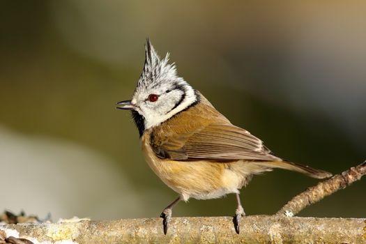 cute garden bird on a twig, the european crested tit ( Lophophanes cristatus )