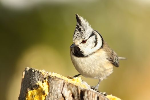 cute garden bird perched on wooden stump ( Lophophanes cristatus - the european crested tit )