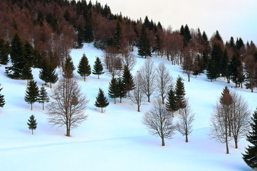 spruce and fir forest edge in winter in apuseni mountains
