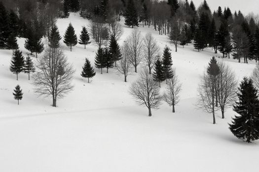 edge of the forest in winter, with spruces and beeches