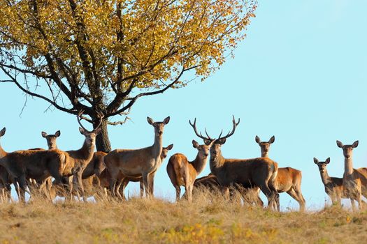 group of red deers standing on top of the hill in mating season ( Cervus elaphus )