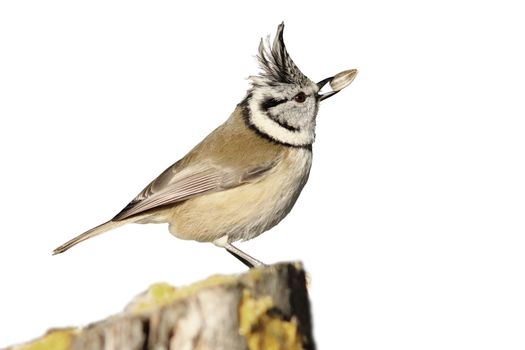 crested tit eating seed ( Lophophanes cristatus ), isolation over white background