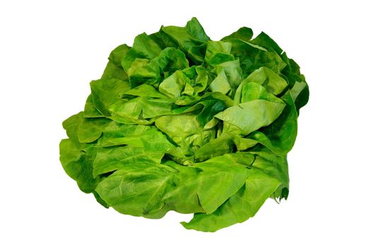 fresh green salad isolated over white background