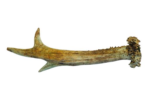 roebuck horn isolated over white background ( Capreolus )
