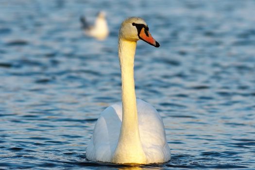 mute swan swimming towards the camera on blue surface of the lake ( Cygnus olor )