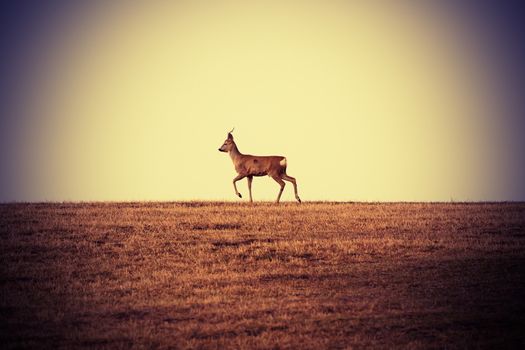 roebuck walking on faded meadow at horizon ( Capreolus, male )