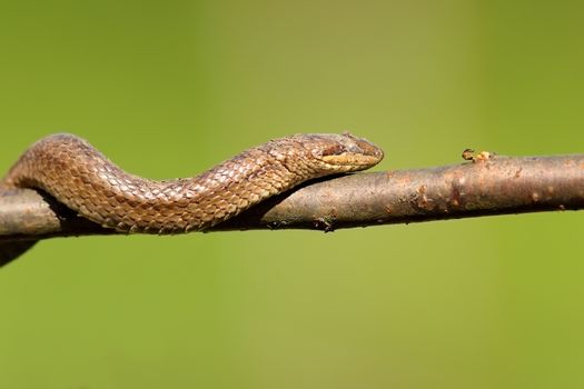 smooth snake climbing on branch ( Coronella austriaca ) over green out of focus background