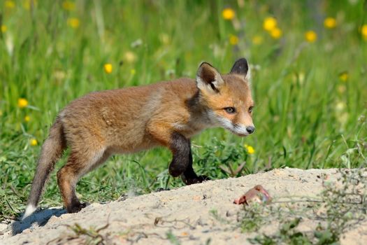 young eurasian red fox exploring the surroundings near the burrow ( Vulpes )