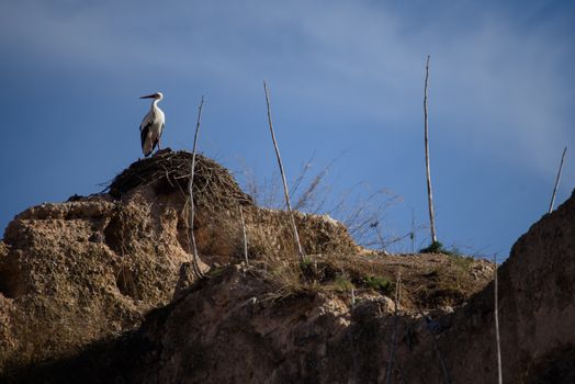 Stork in Meknes - one of the four Imperial cities of Morocco, located in northern central Morocco