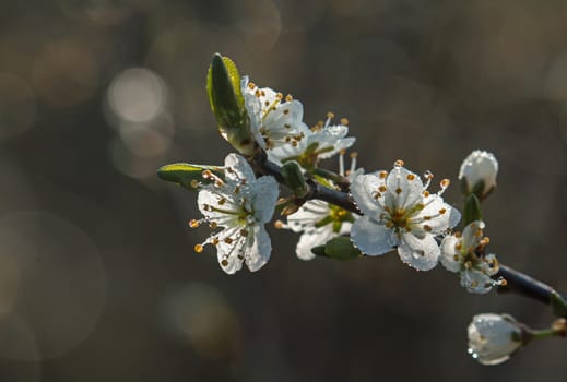 Dew on Springtime blossom of Blackthorn tree.