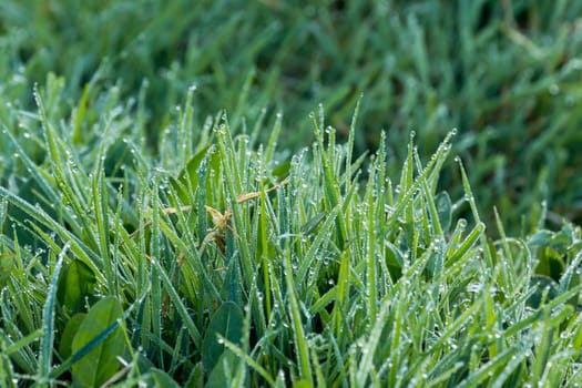 Dew on grass during April early morning.