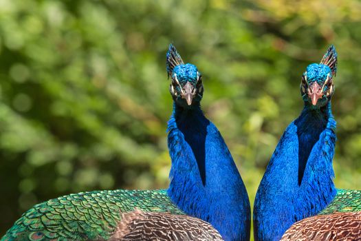 Beautiful big peacock sitting on a wooden fence.