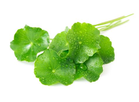 Gotu kola's leafs on white background