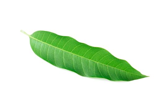 Mango leaf on white background