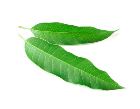 Mango leaf on white background