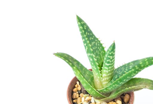 Closeup aloe vera plant in pot on white background