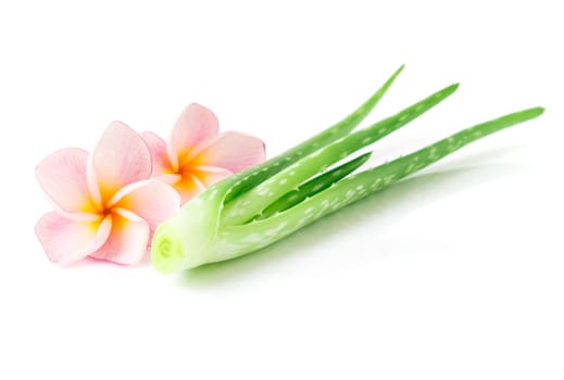 Closeup fresh aloe vera with plumeria on white background, beauty and healthy care concept