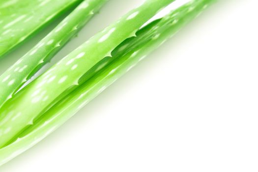 Closeup fresh aloe vera  on white background, beauty and healthy care concept