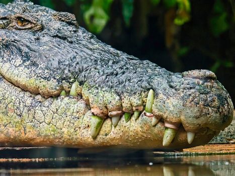 close up of crocodile head portrait