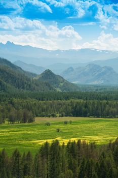 Beauty colors of summer Altai. Green and yellow meadow with trees on mountain background