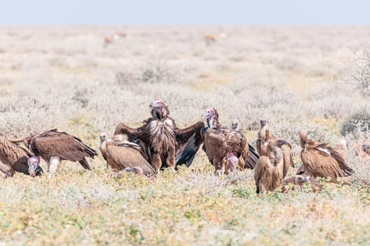Lappet-faced vultures also called Nubian vultures (Torgos tracheliotos), on the ground in Northern Namibia