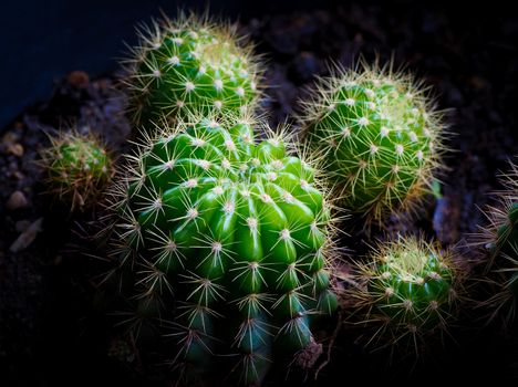 Cactus is a plant in the desert and can live even in the dry arid.