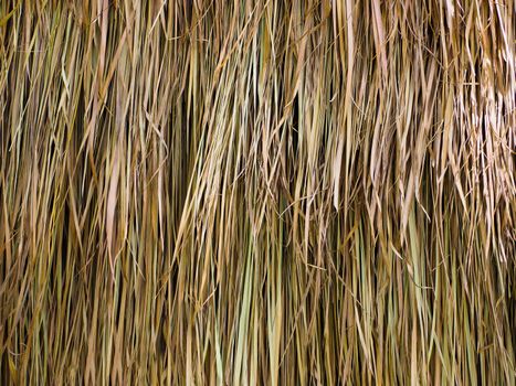 Dried Leaf Texture, haystack roof.