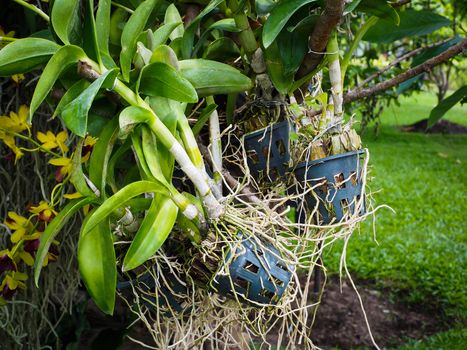 Close up of a orchid roots in a plastic pot in the garden.