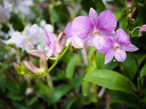 Light purple orchid flower in garden, found in Thailand.