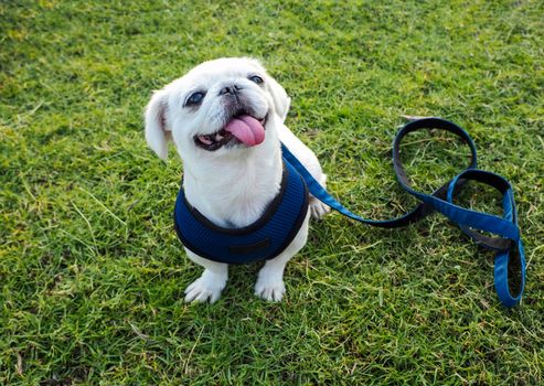 The white pug dog with leash sitting on the green grass, Waiting command.