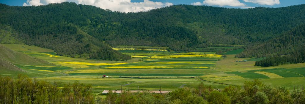 Beauty colors of summer Altai. Green and yellow meadow with trees on mountain background