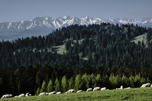 flock of sheep in Pieniny mountains, Poland