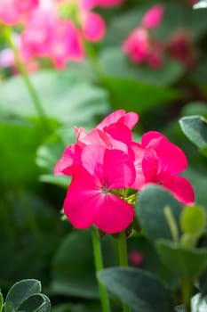 The background image of the colorful flowers, background nature