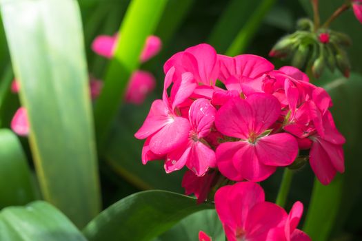 The background image of the colorful flowers, background nature