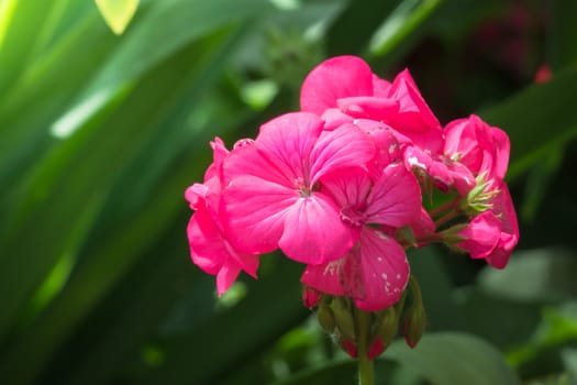 The background image of the colorful flowers, background nature