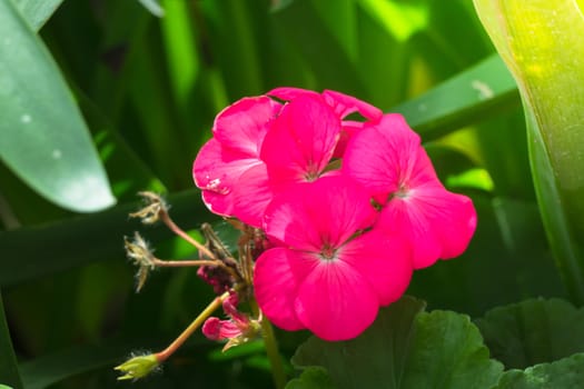 The background image of the colorful flowers, background nature