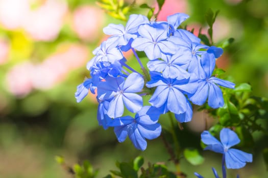 The background image of the colorful flowers, background nature