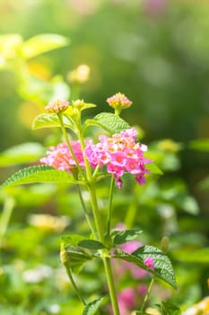 The background image of the colorful flowers, background nature