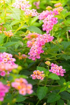 The background image of the colorful flowers, background nature