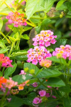 The background image of the colorful flowers, background nature