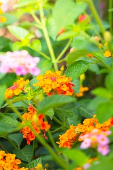 The background image of the colorful flowers, background nature