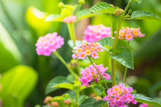 The background image of the colorful flowers, background nature