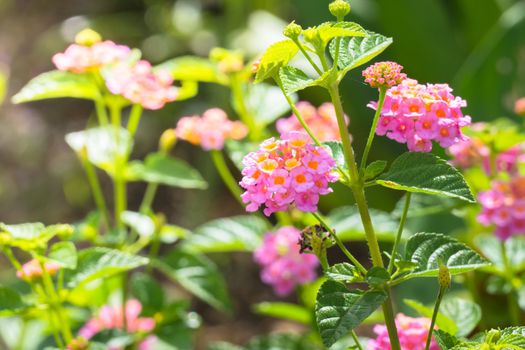 The background image of the colorful flowers, background nature