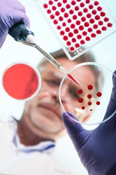 Focused senior life science professional grafting bacteria in the pettri dishes. Lens focus on the agar plate. Through the glass view.