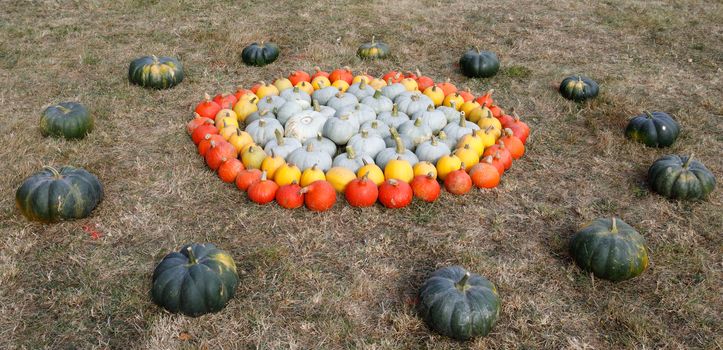 Autumn Halloween decoration on farm. Various type and color of pumpkins as collection arranged on ground as ornament pleasing fall outdoor still life in autumn garden