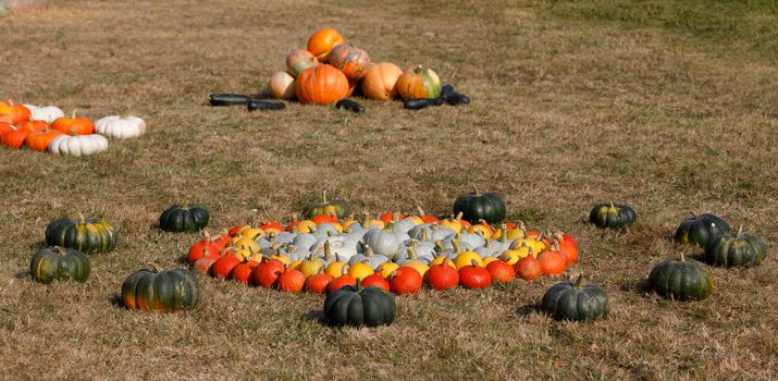 Autumn Halloween decoration on farm. Various type and color of pumpkins as collection arranged on ground as ornament pleasing fall outdoor still life in autumn garden