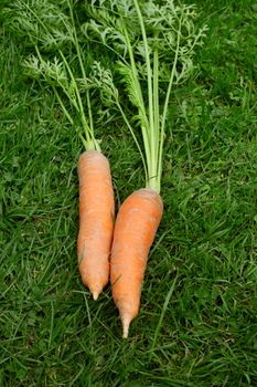Two fresh orange carrots with long frondy foliage on green grass