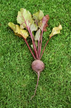 One freshly picked red beetroot with purple stalks and green foliage on grass