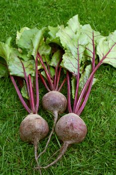 Three red beetroot with purple stalks and green leaves, on grass background